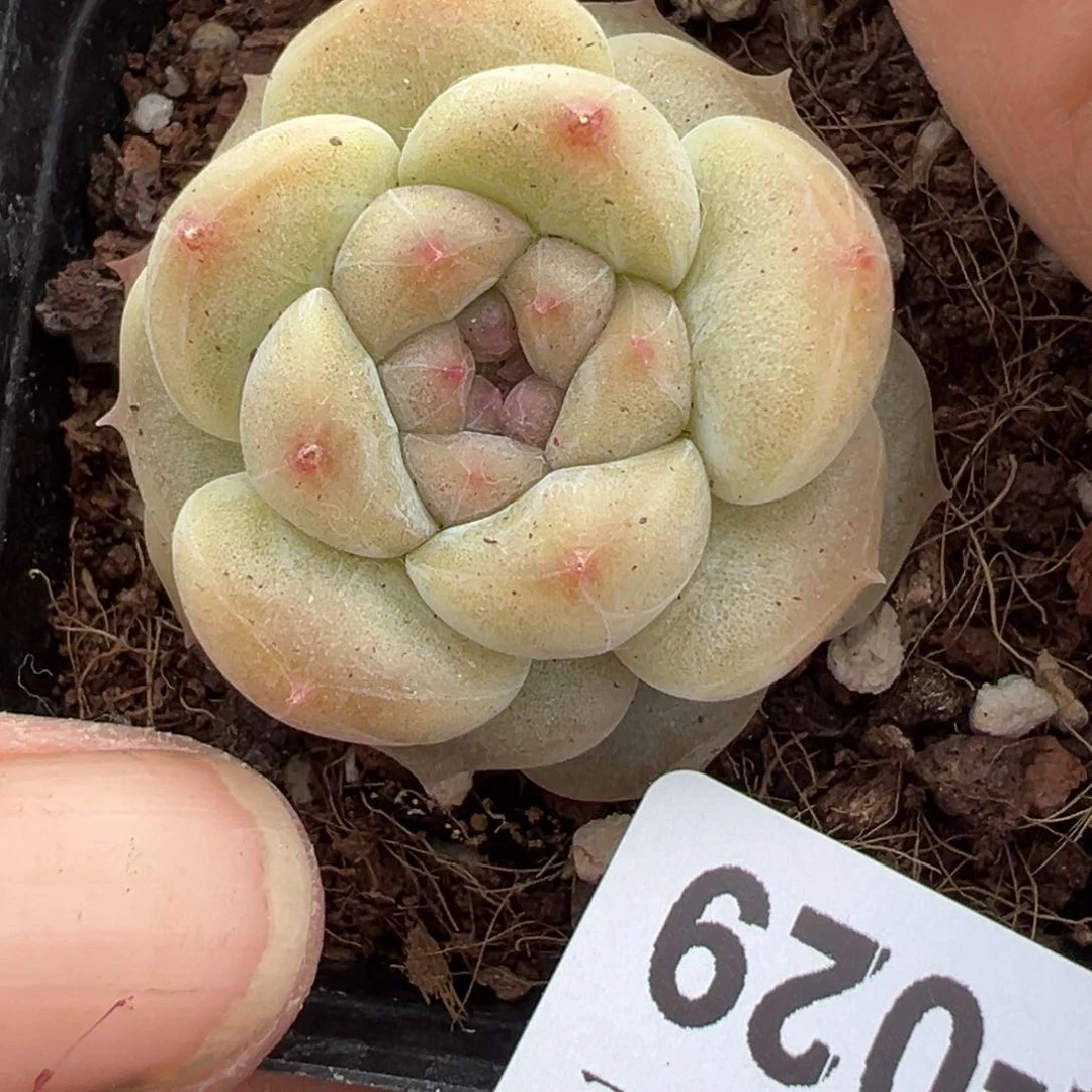 小卡拉米糖心一物一拍4-29