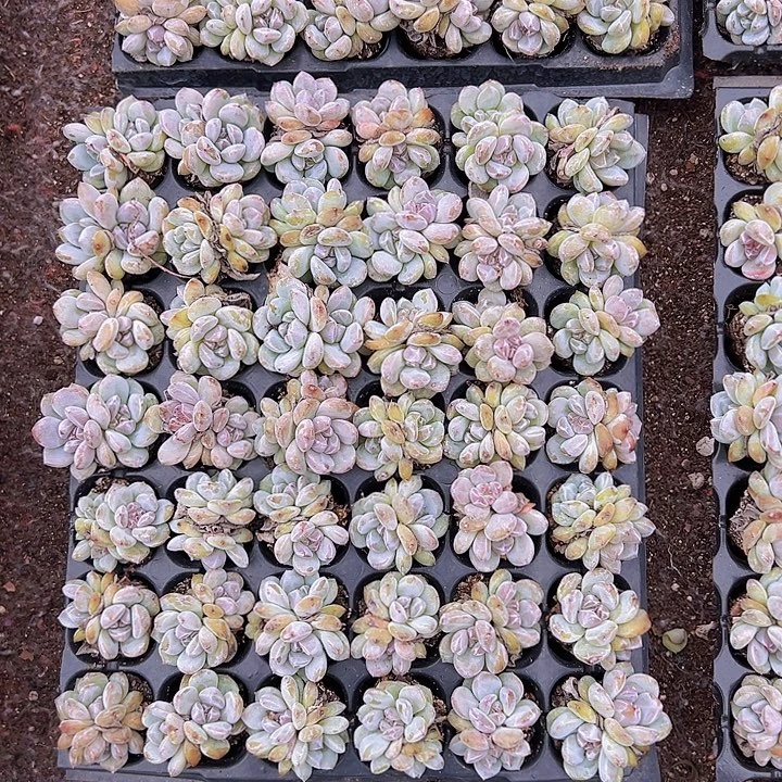 42颗一组优选双头星影！！！！