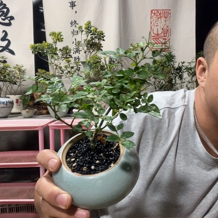 无花朵退款拉黑拉黑17