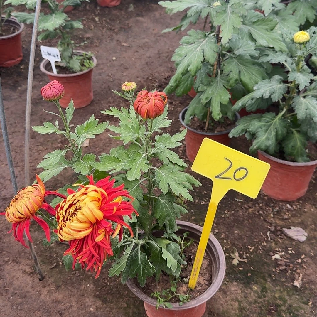 双***缘大部分花苞少量开放20金红