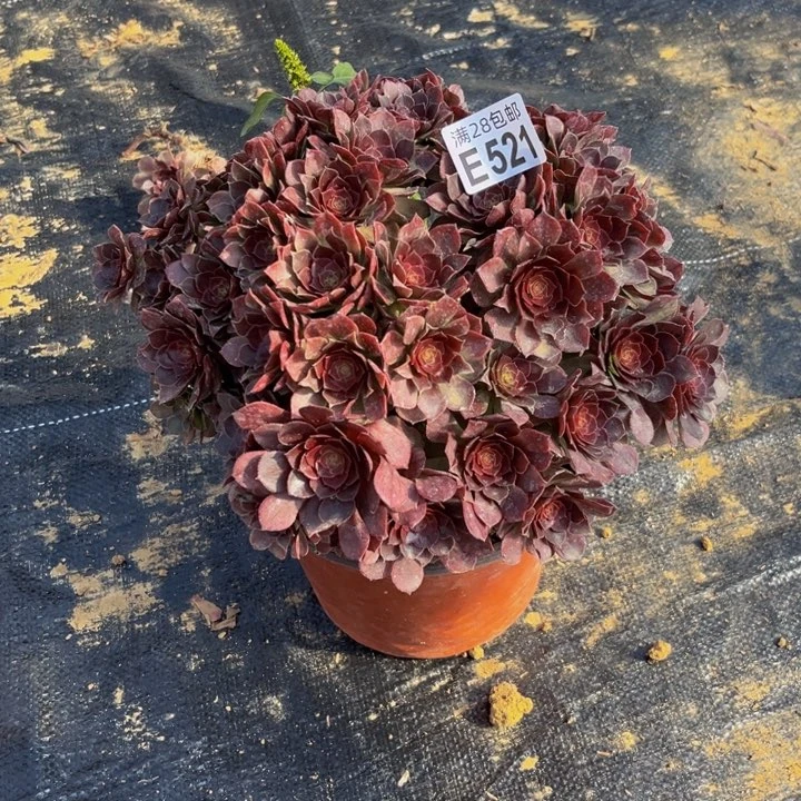 521多肉植物一物一拍