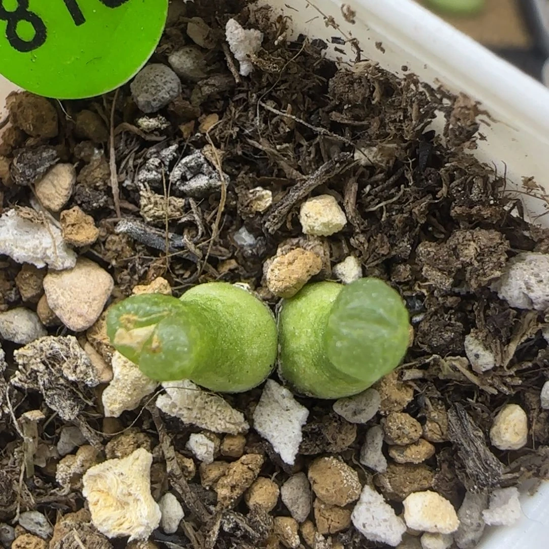 小葫芦双头多肉810