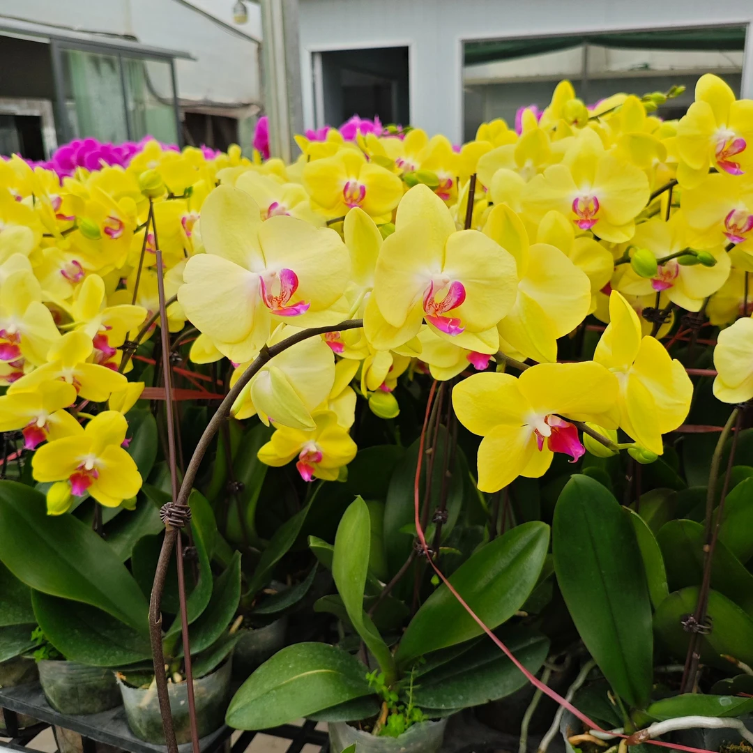 A10【富乐夕阳】高端蝴蝶兰室内花卉