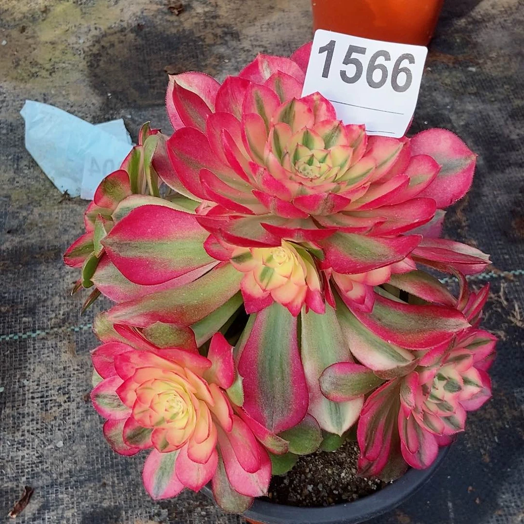 红陶?****1566荔枝3冠服17.多肉