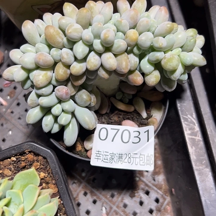 幸运的是我还在努力地幸运
