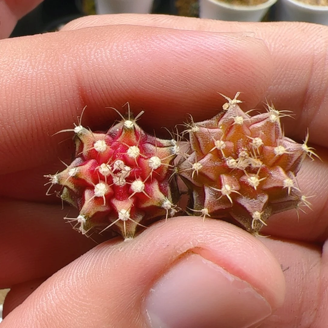 当前无花栽培后可以开花243