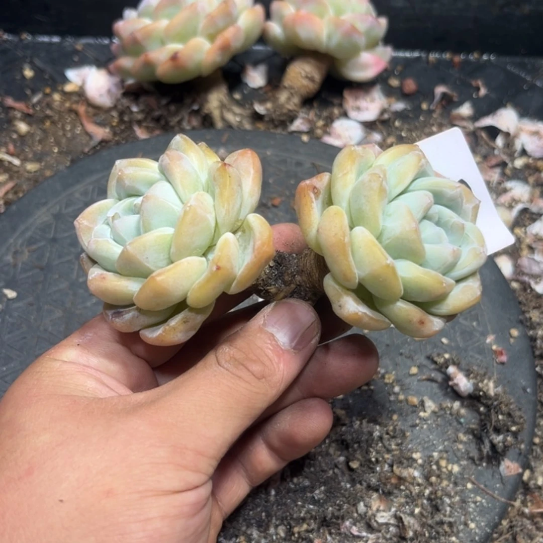 08双头大粗腿6年桩11厘米