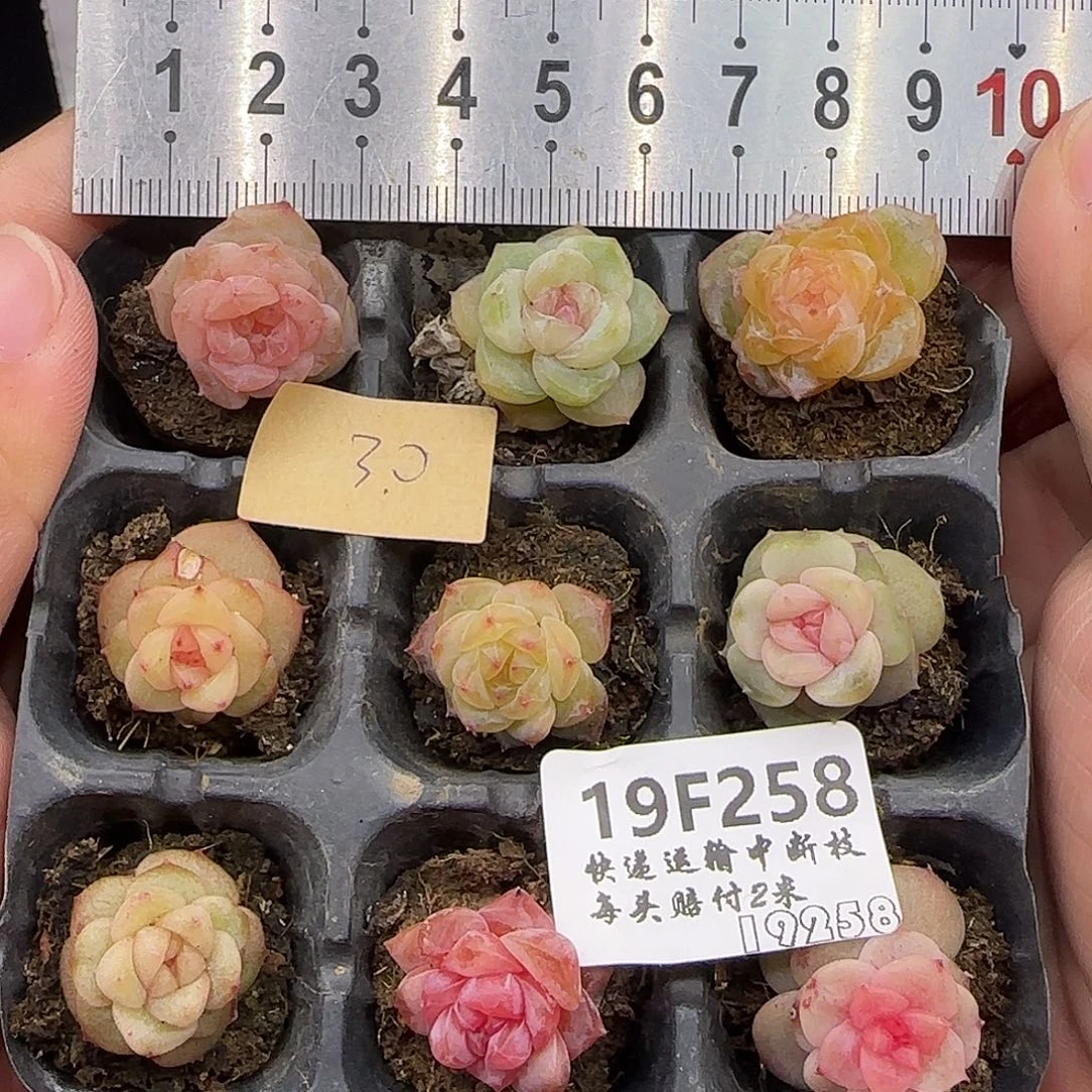 258九棵糖心珍妮鼻屎苗【尺寸很小介意勿拍】