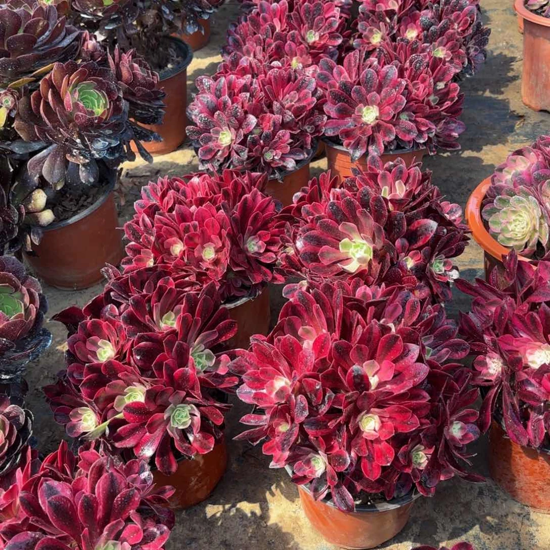 美杜莎绣球9.9多肉植物