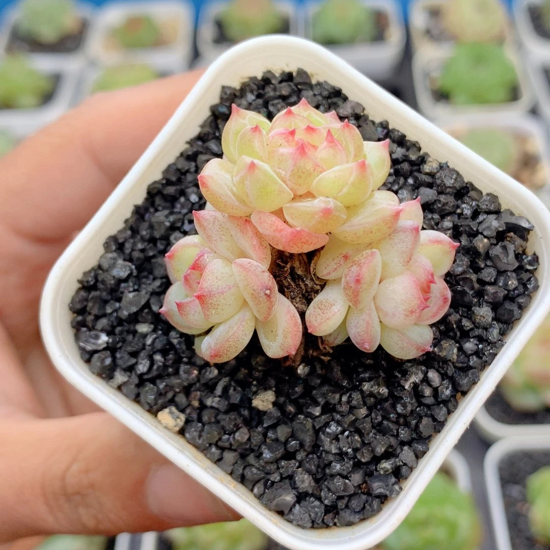 58包邮 群生不包整61