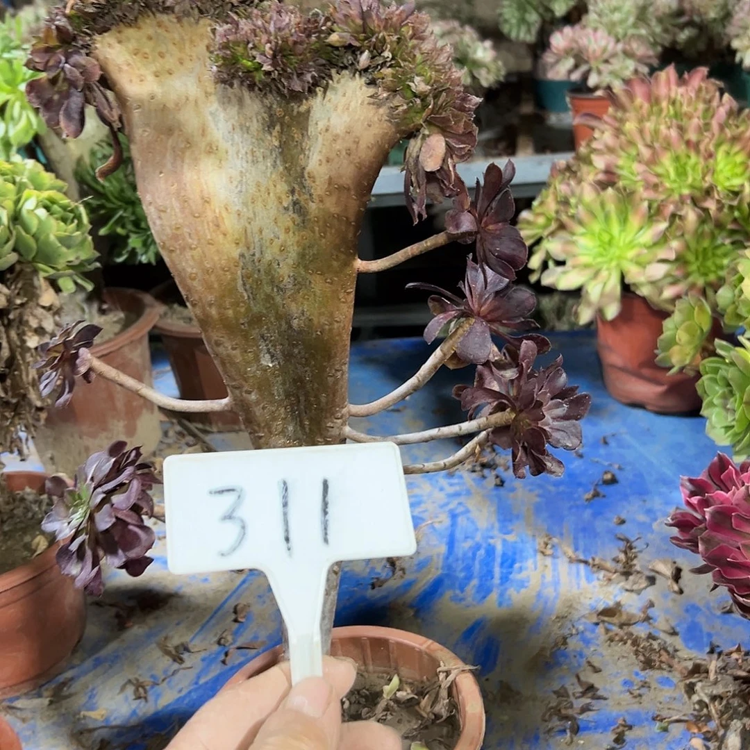 花***8多肉植物铜壶一体化311