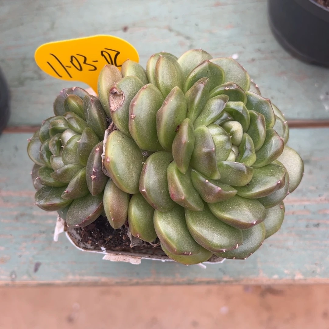 布***羞11-03-02皮埃罗珍妮补差价减蓝水鬼