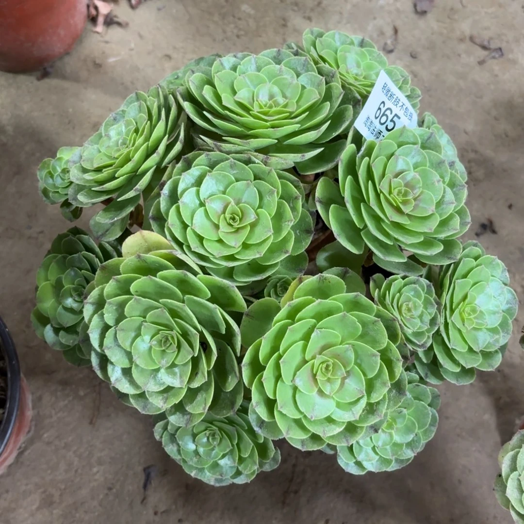 665万圣节多肉植物法师