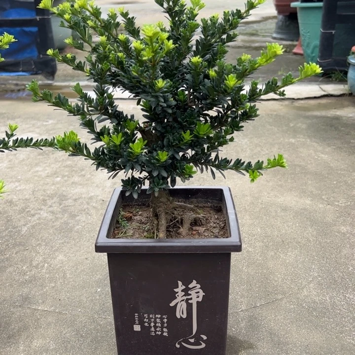 无花朵黑珍珠罗汉松