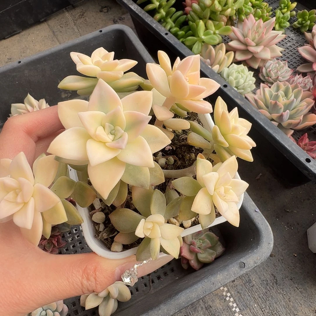 手捧花多肉植物一物一拍