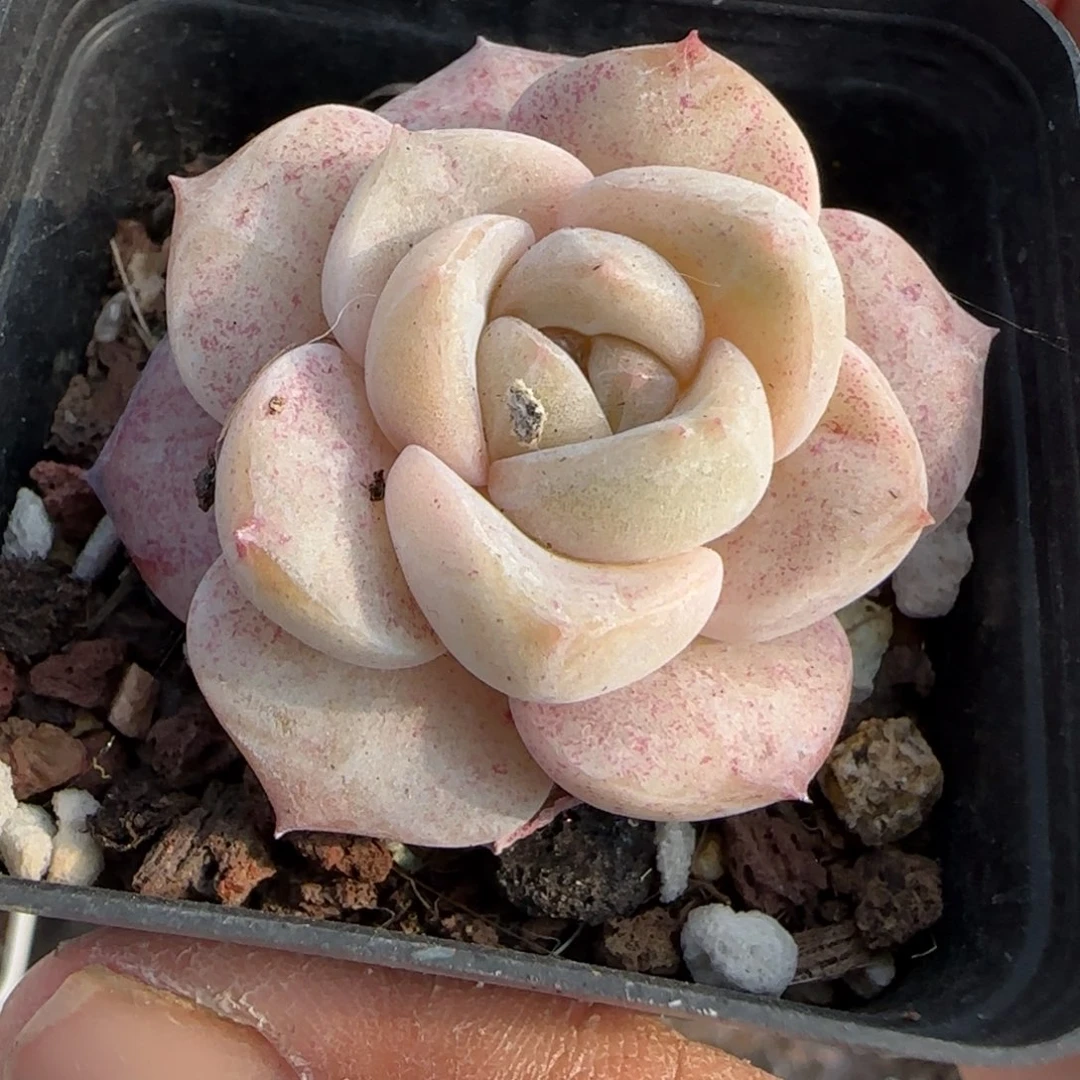 小卡拉米糖心一物一拍