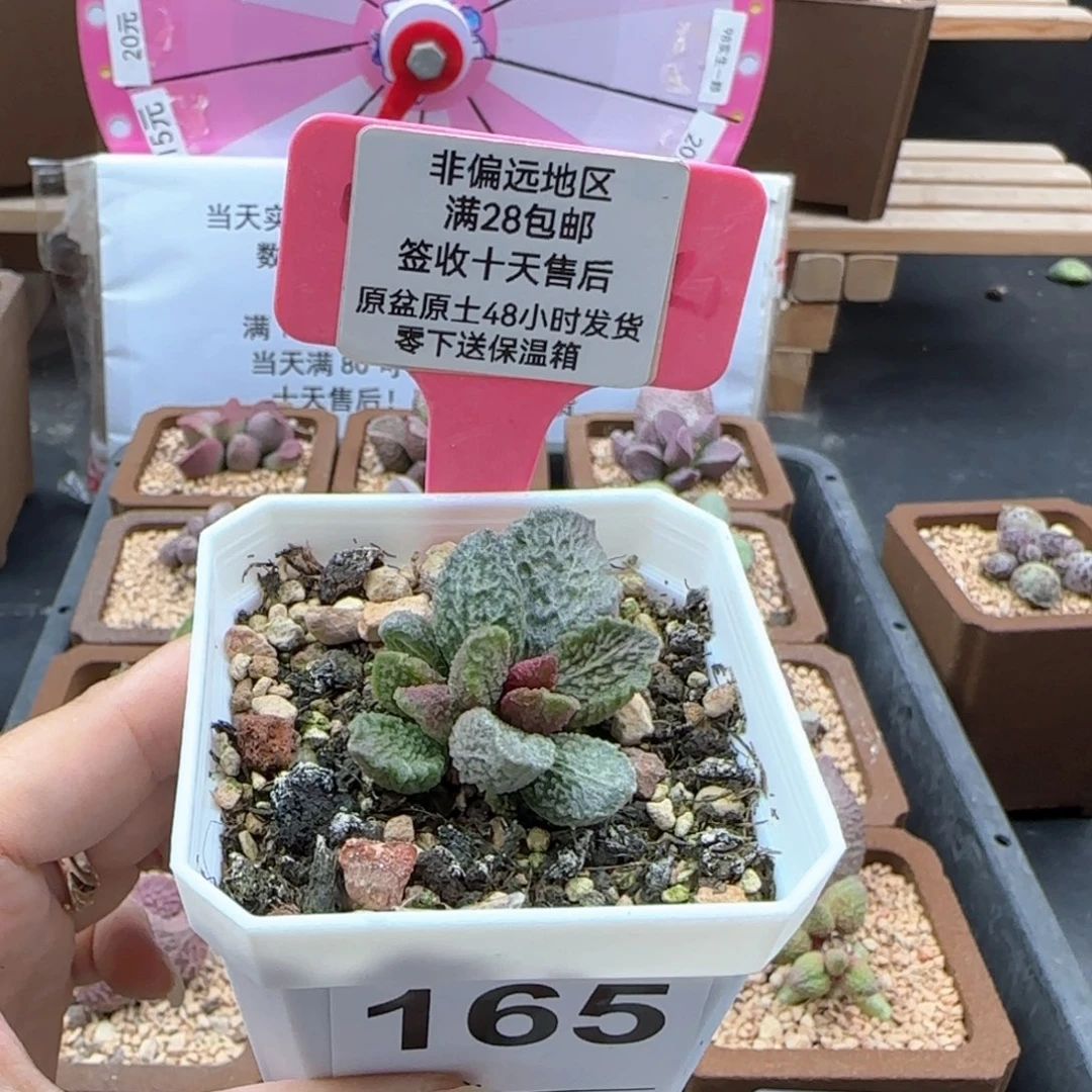 165大鱼海棠多肉植物