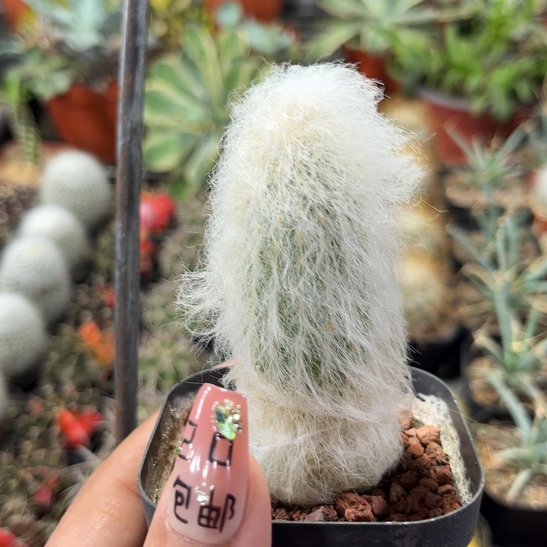 老乐单头发货单头发