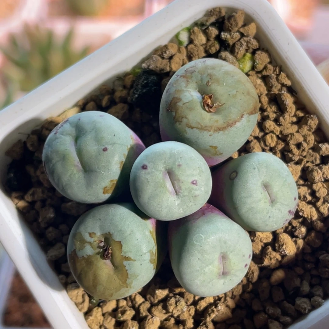 比特福利嘟嘟嘴植物一物一拍