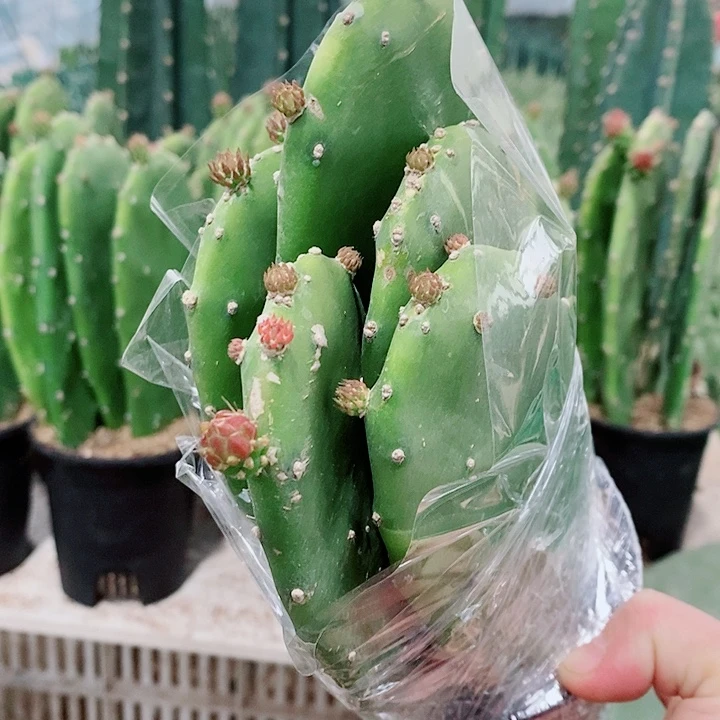 5片原盆发货胭脂仙人掌花苞不售后