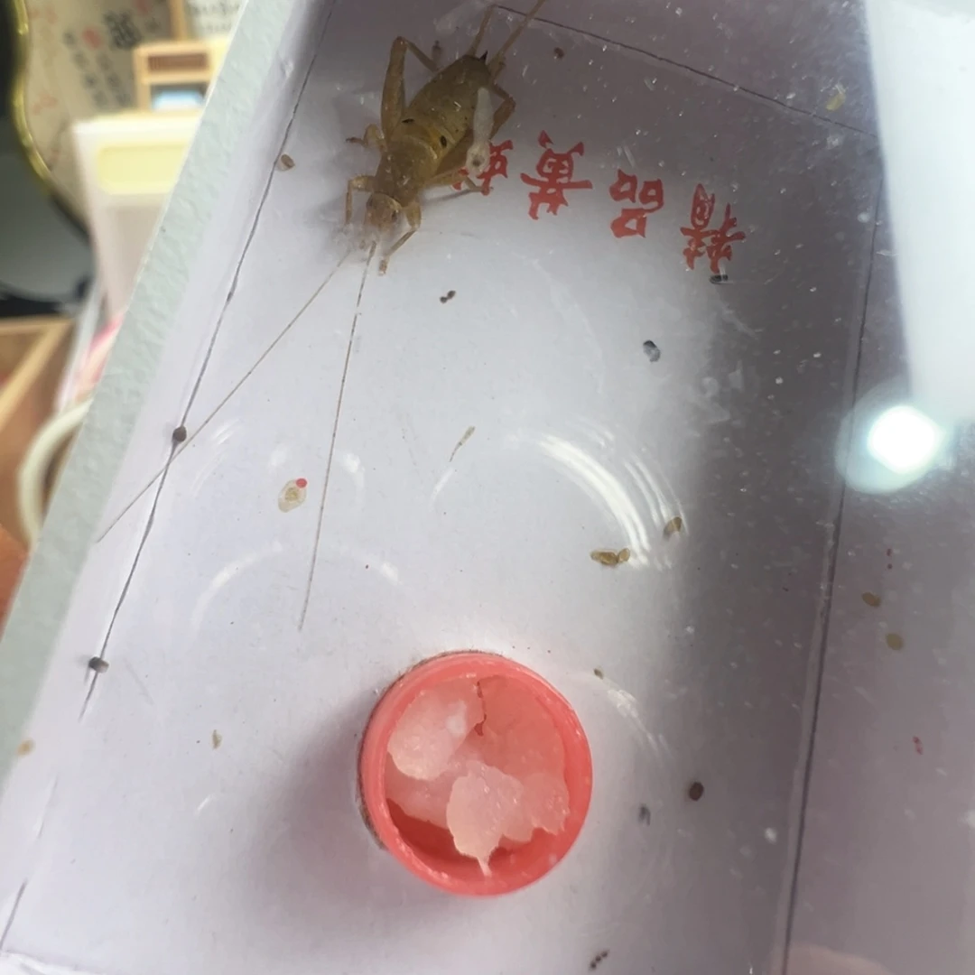 蟋蟀一只香槟仙子