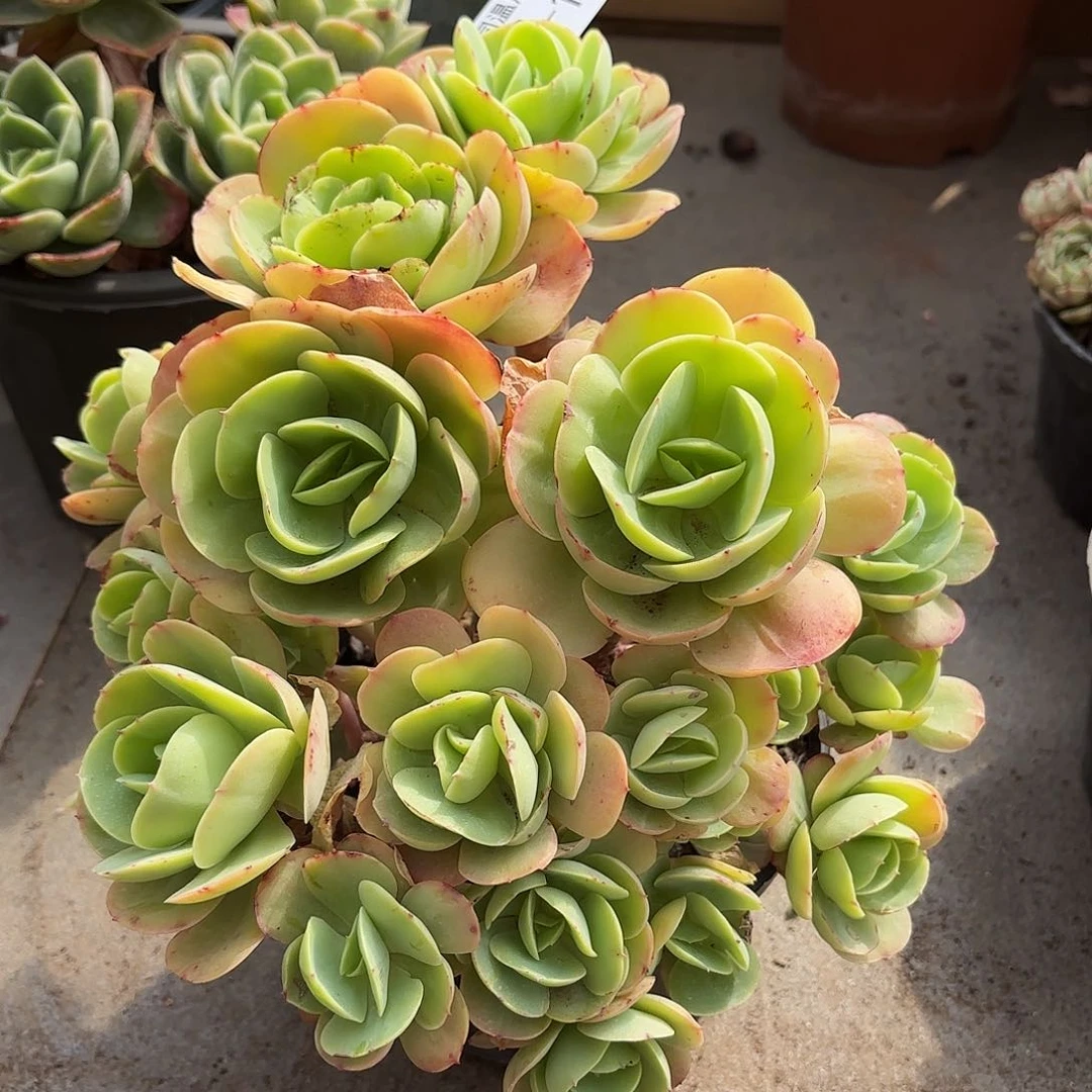 安****然同温层多肉碧桃140