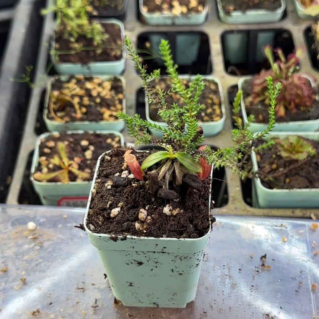 完全开放石松CLC红色个体