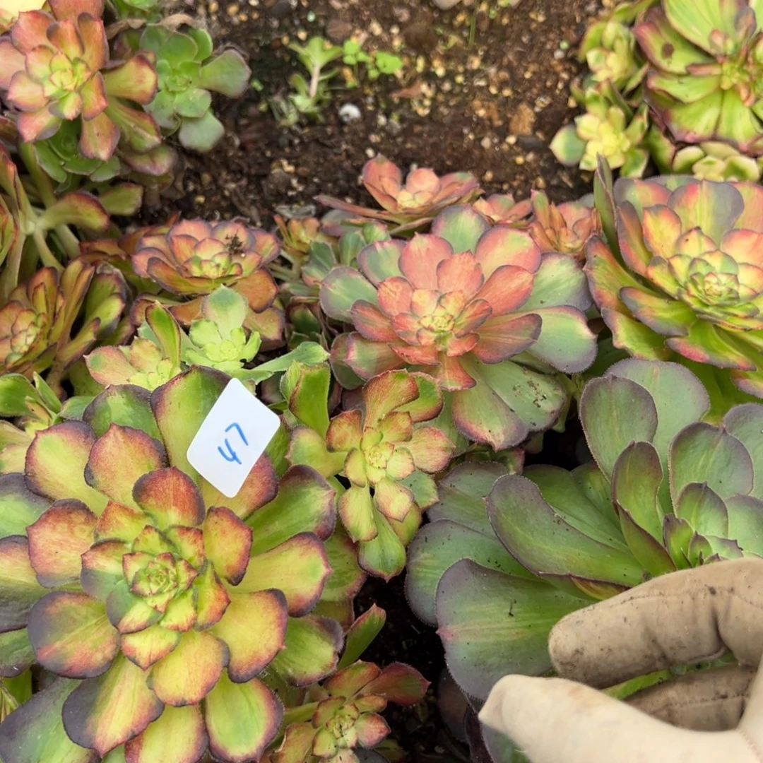 47龙鳞一颗9.9多肉带zai