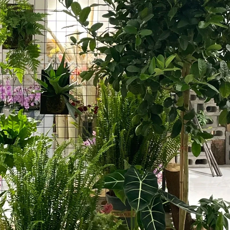 随机绿植易养护室内吸甲醛净化空气四季常青好养13.9