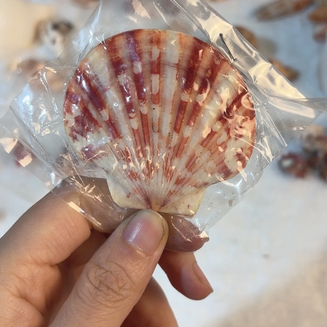 天然海螺贝壳标本福利