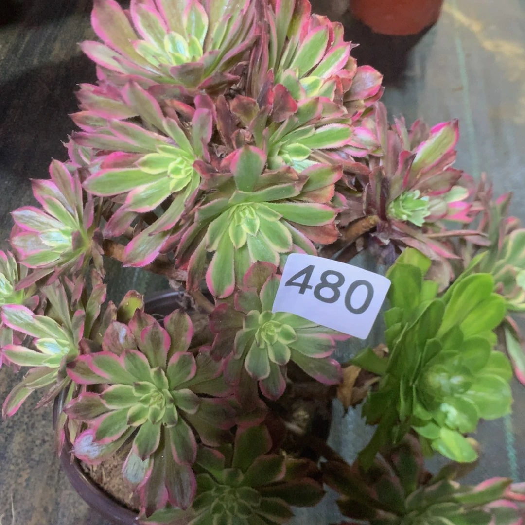 480糖果粉代多肉植物