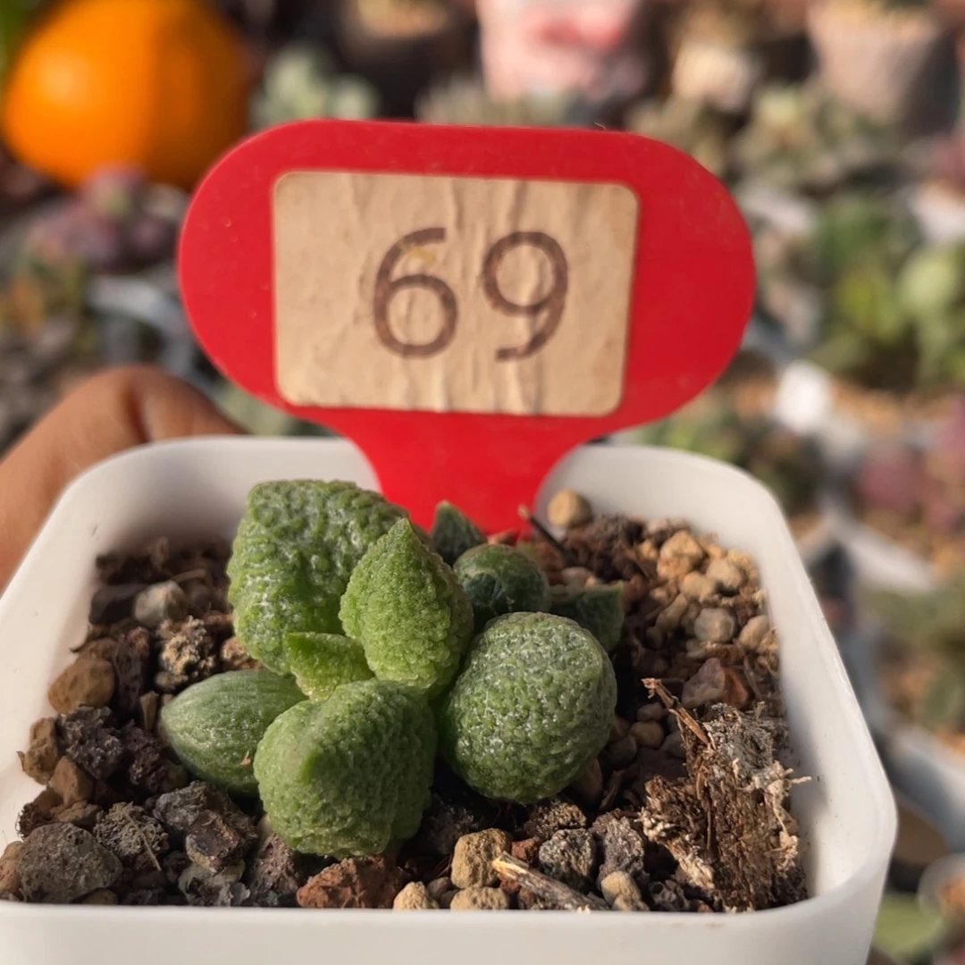 c****m      般若。