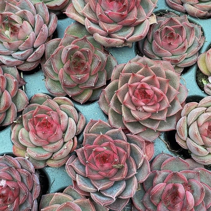 小贵夫人1.5带土发