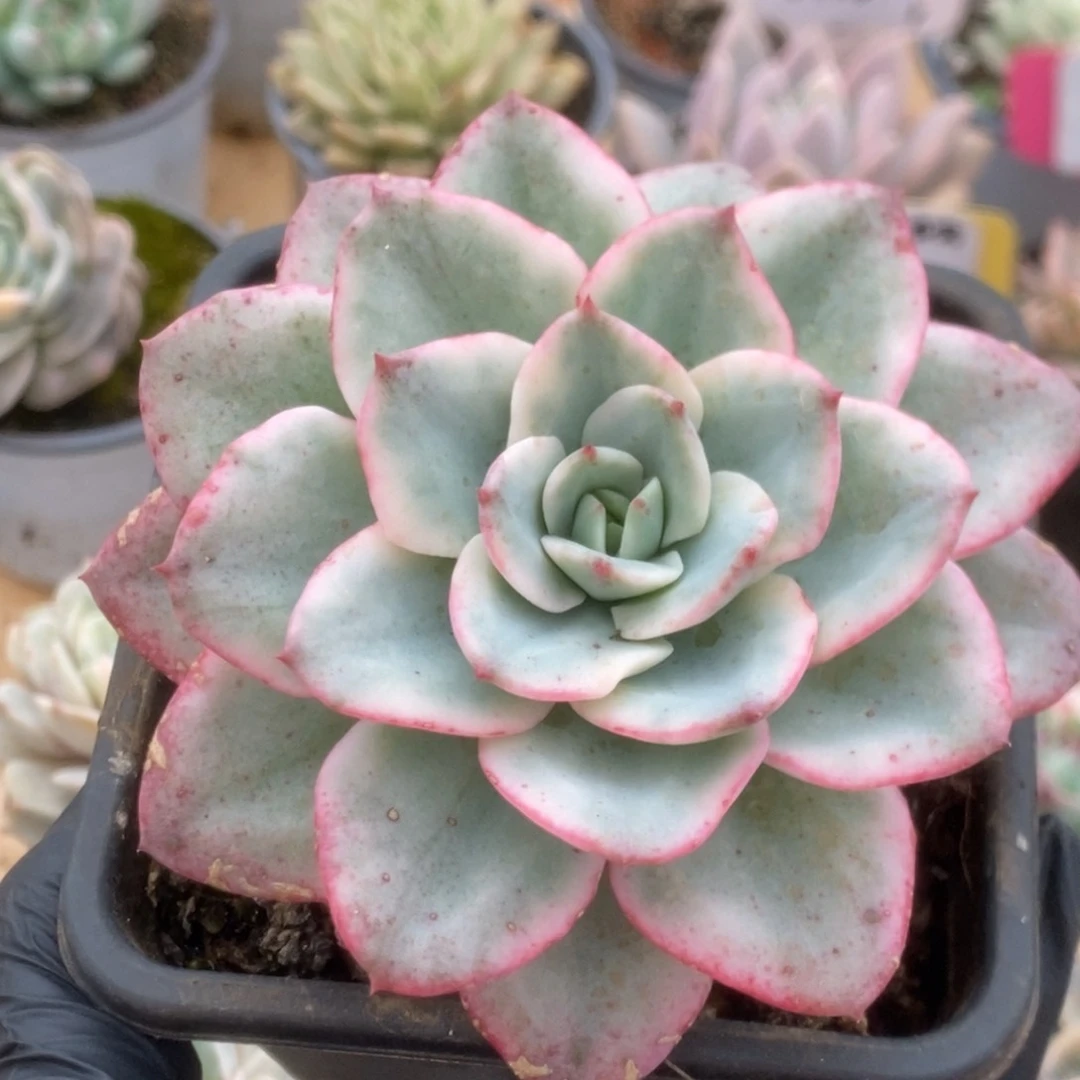 456奶油黄桃锦锦锦锦锦