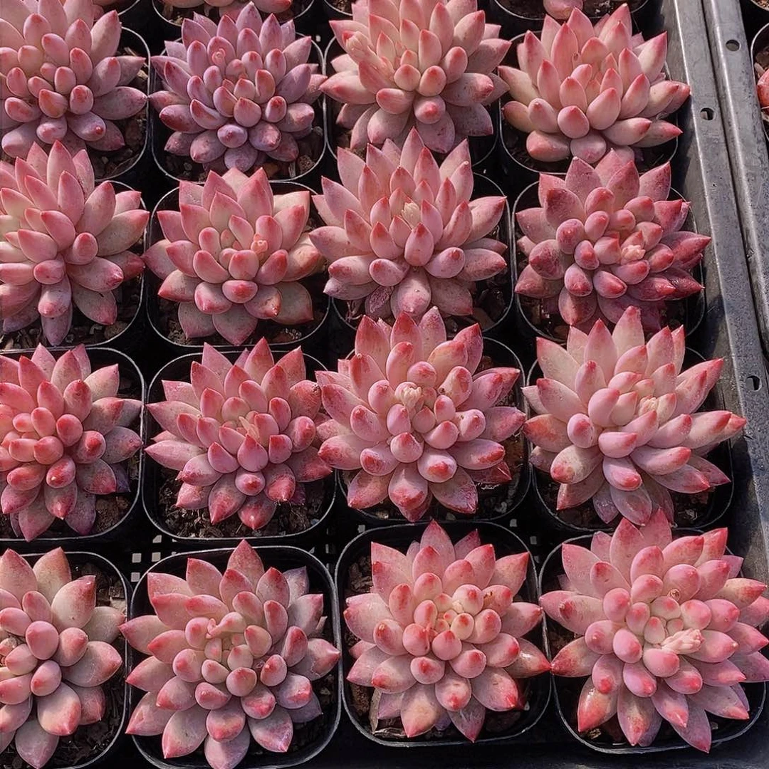 31-2-小金鱼姬单头福利一颗 量拍