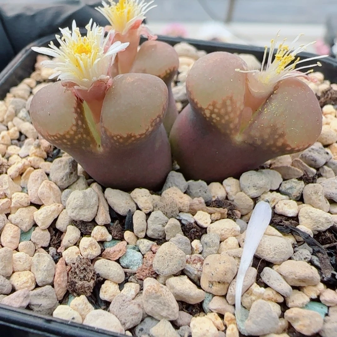 多肉植物酒红体红风34号