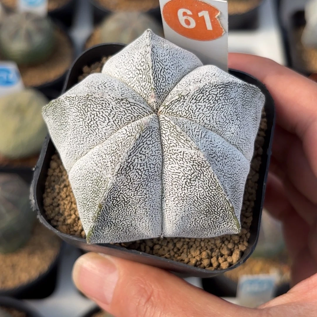 61实生日系矮脚恩冢鸾凤玉带盆