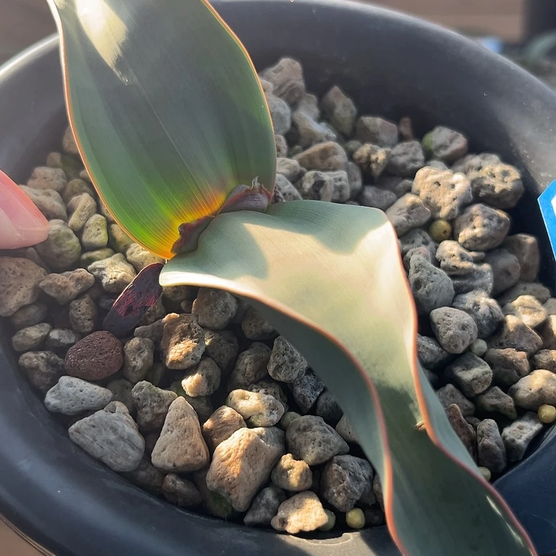 汤圆植物96百岁兰漂亮