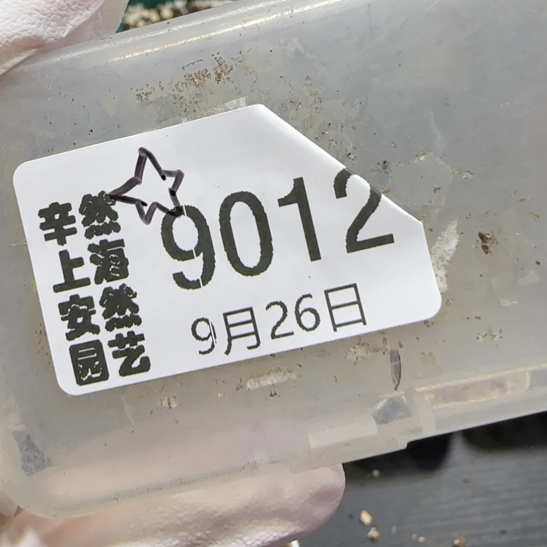 星****9.26。   神笛锦。 9012