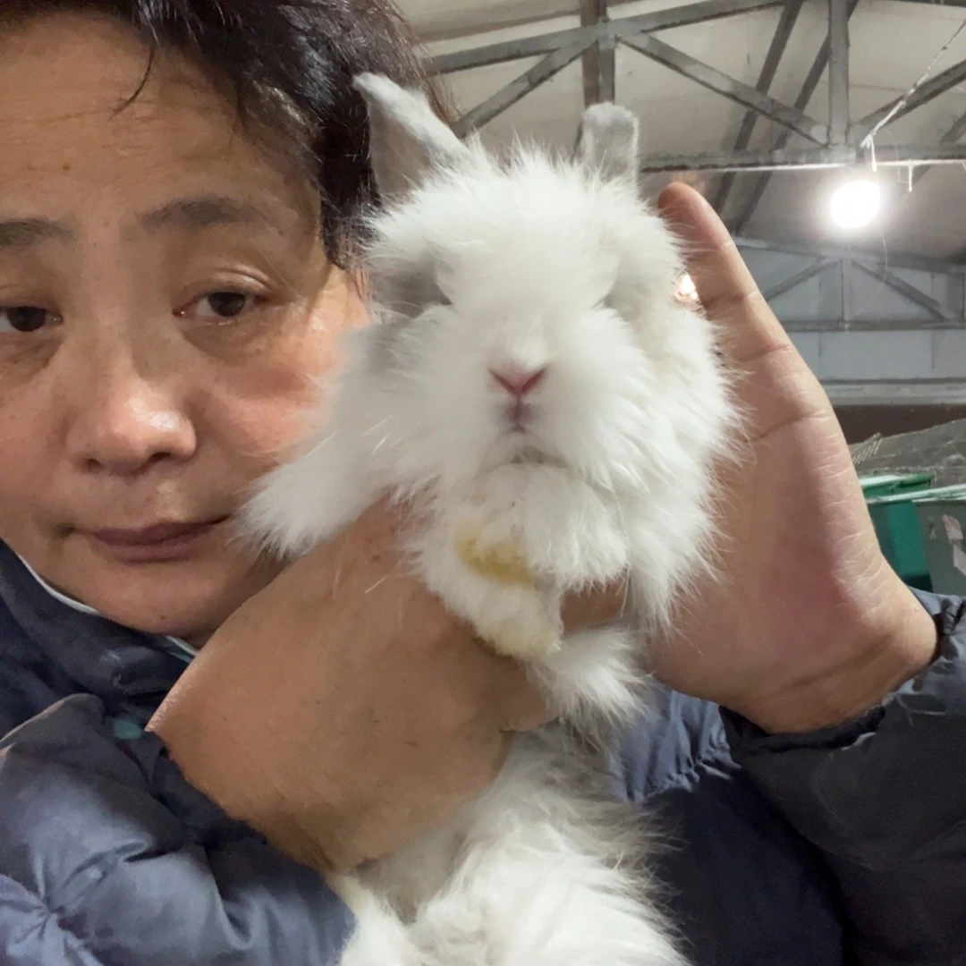 宠物兔英系安哥拉兔