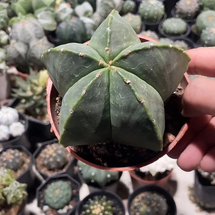 实生鸾凤玉一物一拍