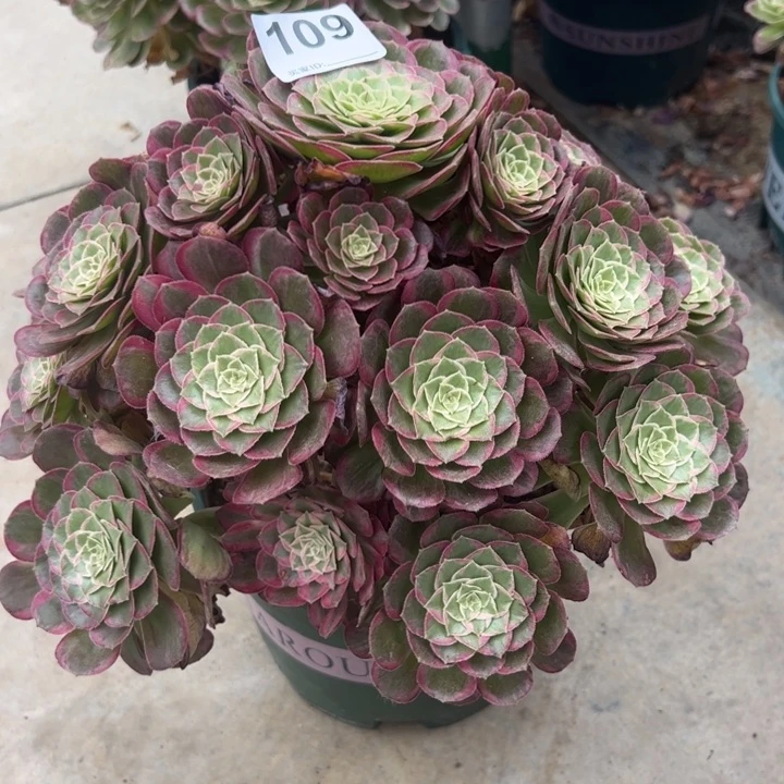 109莲花30厘米左右有断枝处理