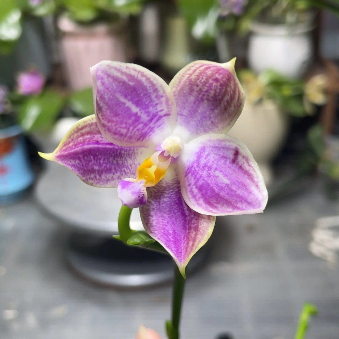 完全开放盲盒，2.5杯开花株