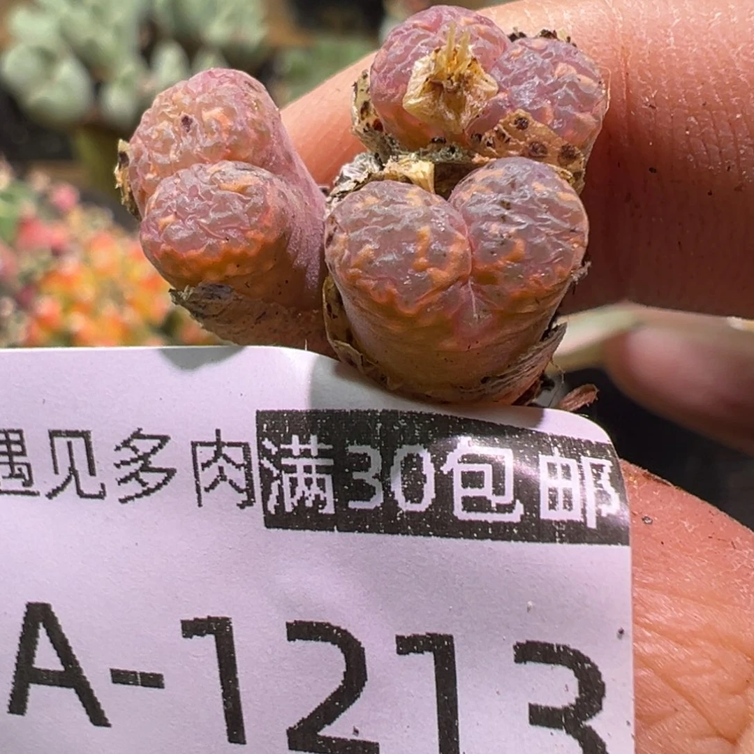 多肉植物11111111111