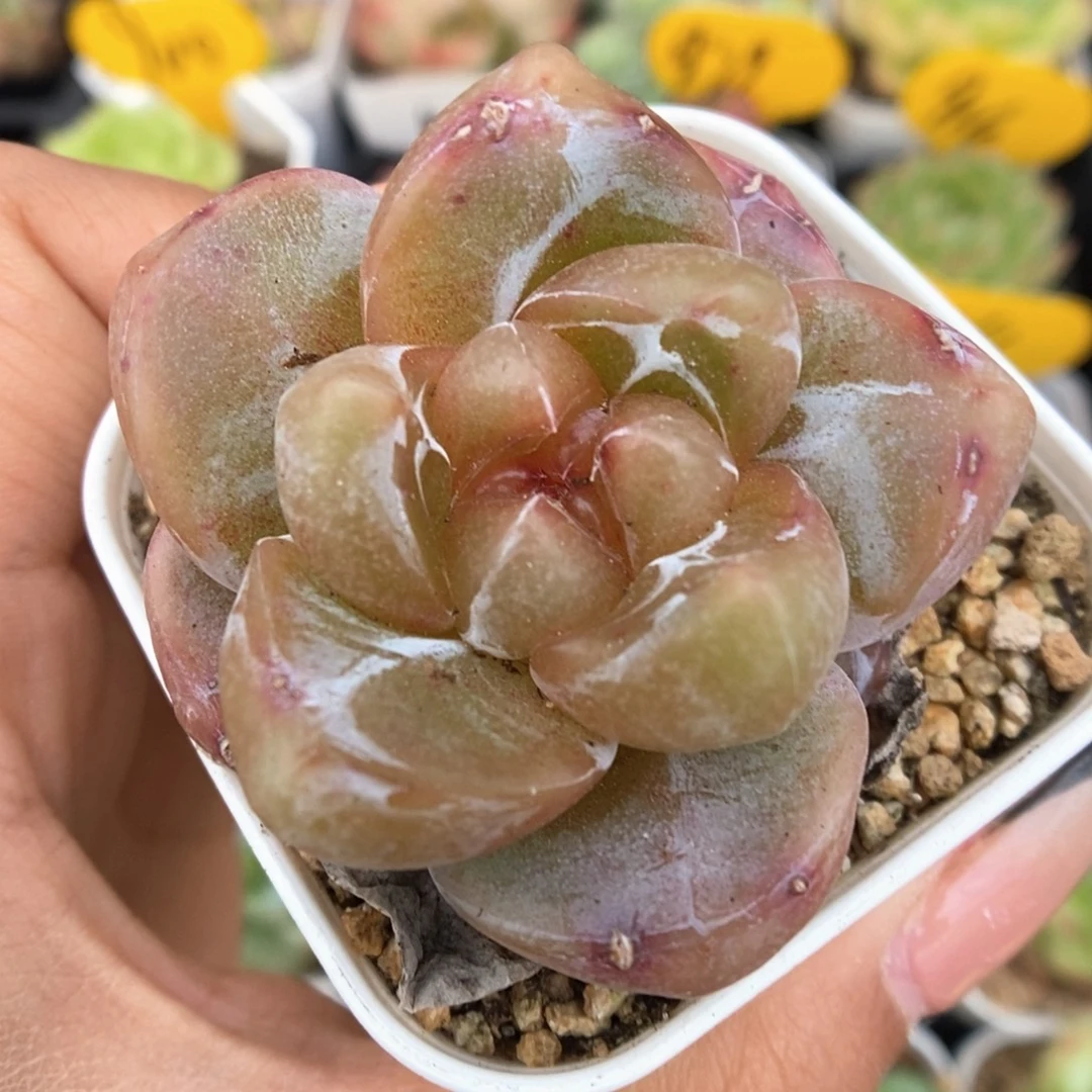 红宝石心珍妮993号。