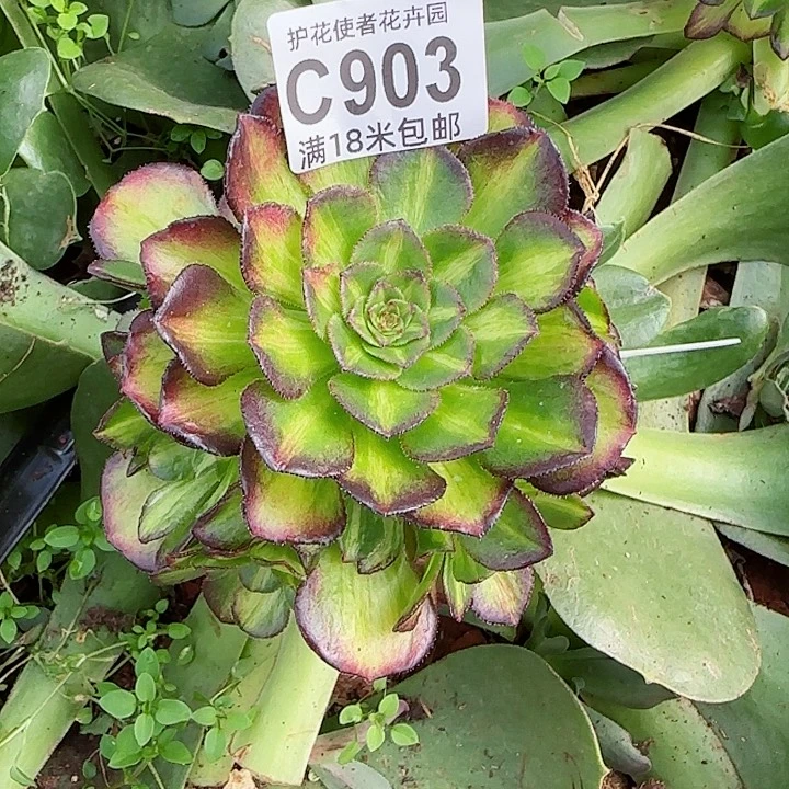 嘿*多肉法师海王七彩