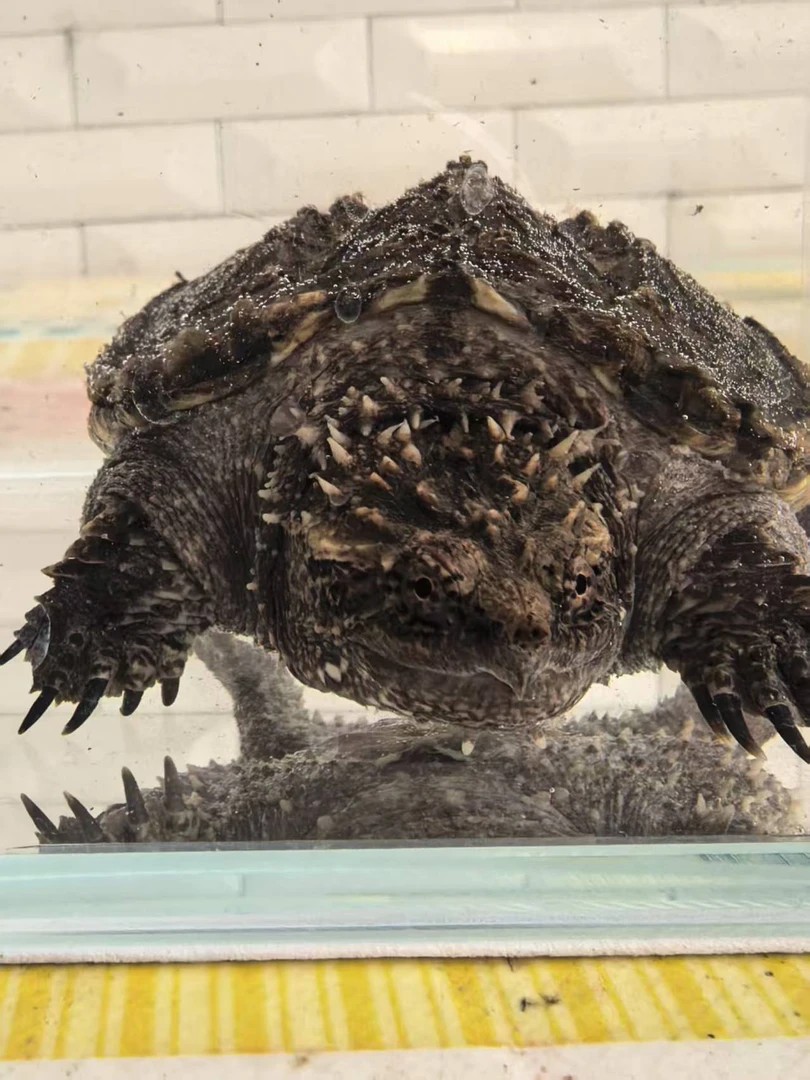 苏淮爆刺佛鳄观赏龟