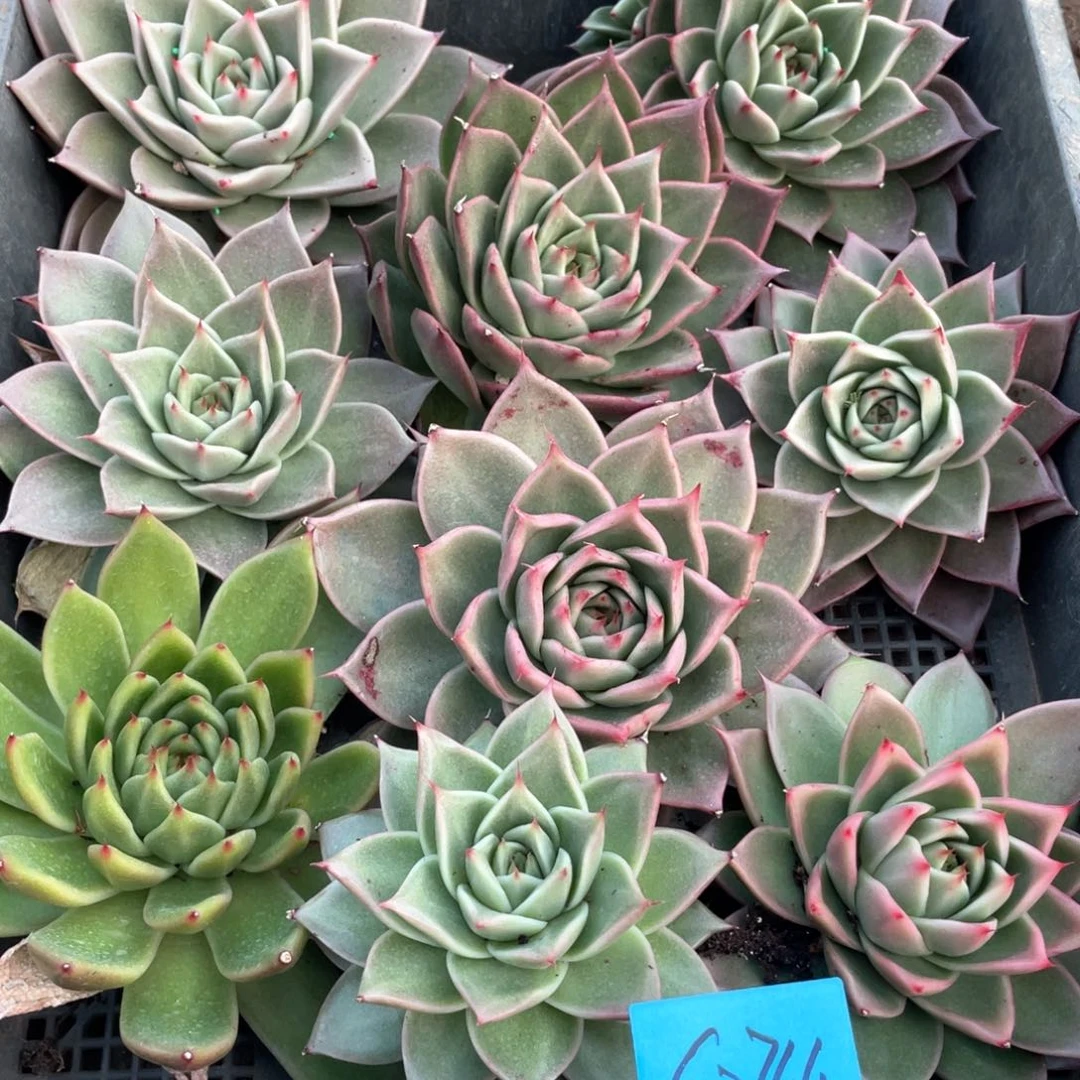 一筐特价福利不售后2744长睫毛