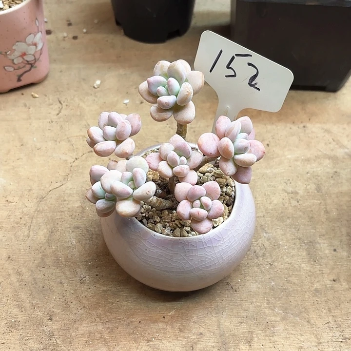 多肉植物，落神152号