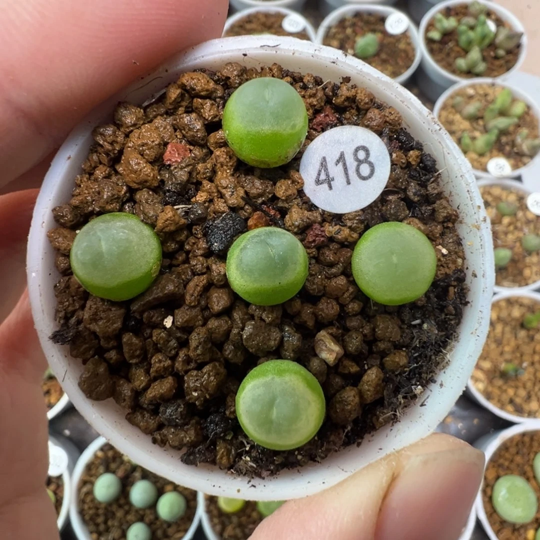 拉登一颗脱土41800000